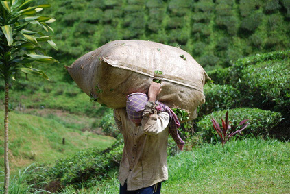 Formosa Teas Formosa Teas